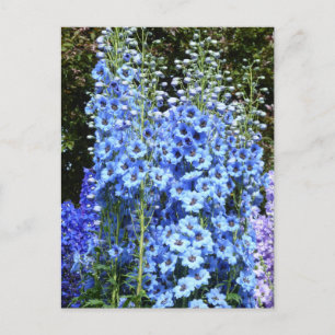 Carte Postale Bleu Delphinium Fleurs Florales Jardin Nature