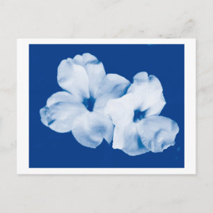 Carte Postale Bleu et blanc