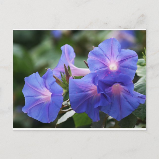 Carte Postale Bleu et Lavande illuminés soleil Glories du matin (Devant)