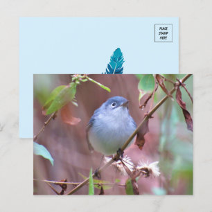 Carte Postale Bleu Gris Gnatcatcher Jardin Oiseau