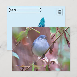 Carte Postale Bleu gris gris-gris Jardin Oiseau