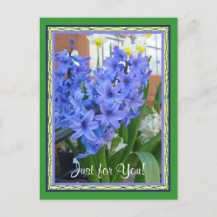 Carte Postale bleu hyacinthe