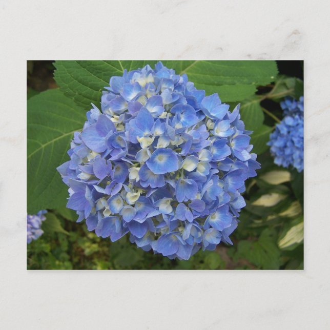 Carte Postale Bleu -Hydrangée (Devant)
