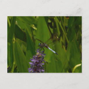 Carte Postale Bleu libellule sur une fleur pourpre