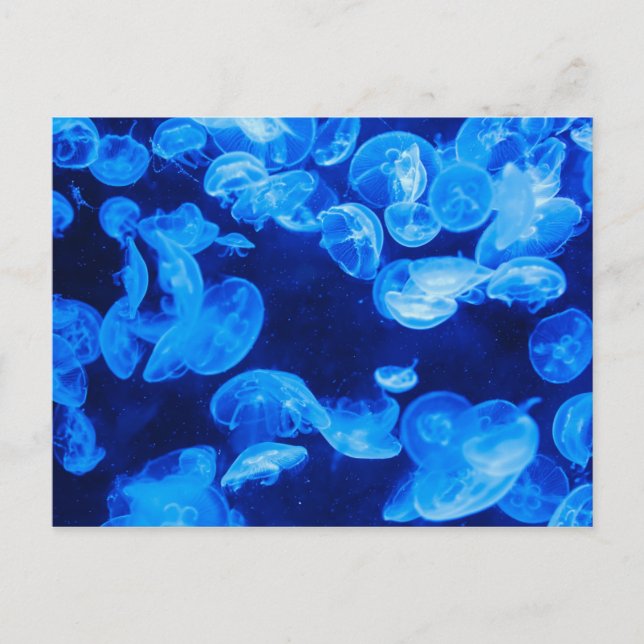 Carte Postale Bleu méduse sous l'eau (Devant)