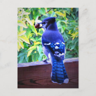 Carte Postale Bleu Nord Jay W Peanut Belles plumes Bleues