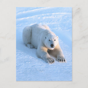 Carte Postale Bleu ours polaire