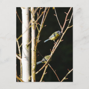 Carte Postale Bleu Tit In Silver Birch