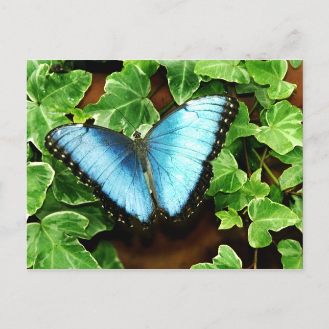 Carte postale bleue de Morpho (Devant)