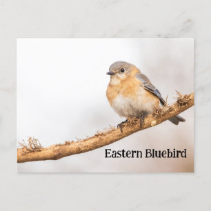 Carte Postale Bleuet de l'Est féminin