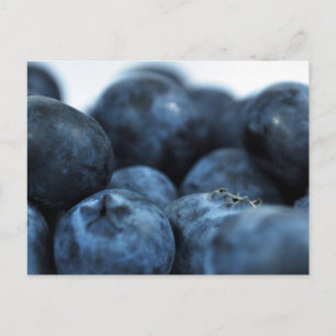 Carte Postale Bleuets frais mûrs