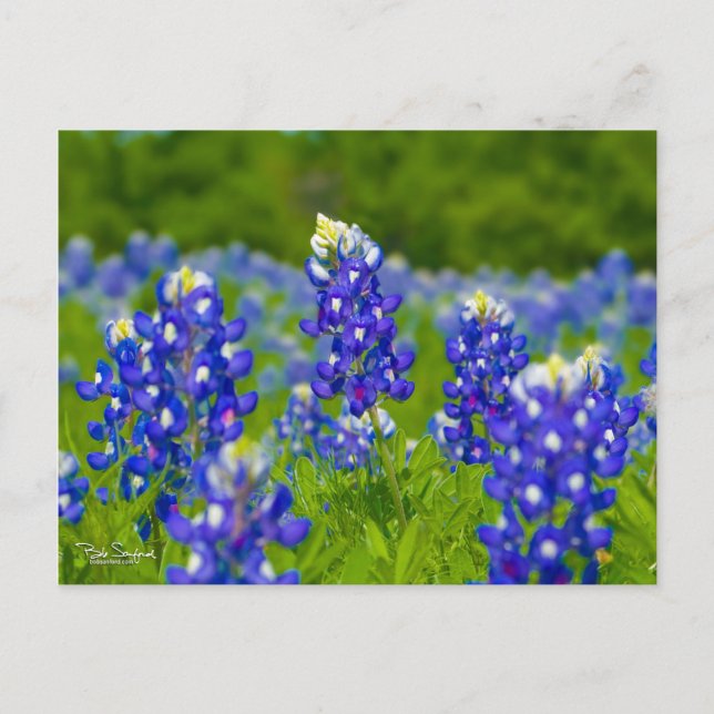 Carte Postale Bleus du Texas (Devant)