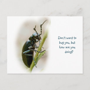 Carte Postale Blister Beetle - Meloidae