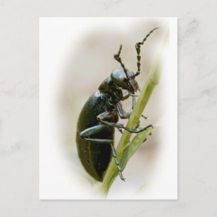 Carte Postale Blister Beetle - Meloidae