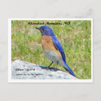 Carte Postale Bllue Bird, Adirondack Mountains