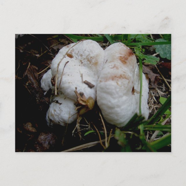 Carte postale Blobs blancs (Devant)