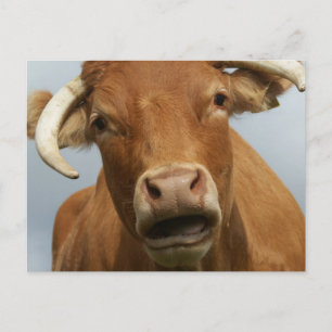 Carte Postale blöde kuh