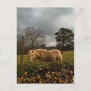 Carte Postale Blond Miniature Pony / Horse