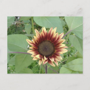 Carte Postale Blonde de fraise tournesol