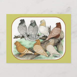 Carte Postale Blondinettes de pigeons de frill classique