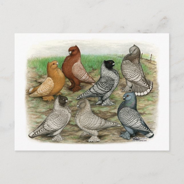 Carte Postale Blondinettes Laced Pigeons de Frill Classique (Devant)
