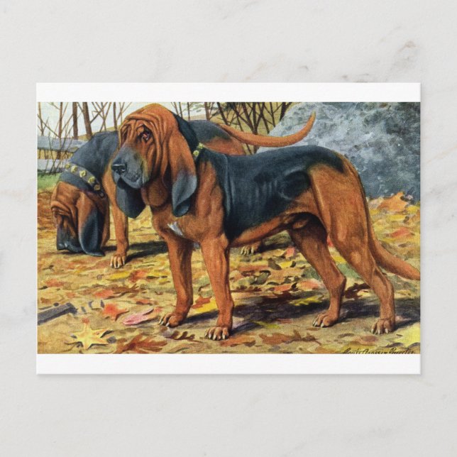 Carte Postale Bloodhound (Devant)