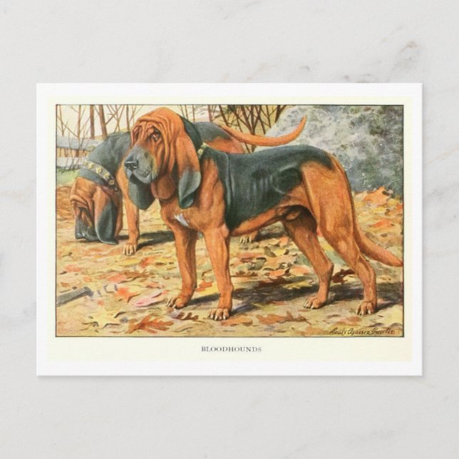Carte postale Bloodhound Dogs (Devant)