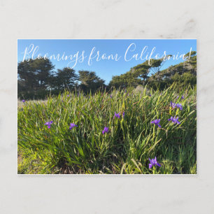 Carte Postale Bloomes de Californie : Pacific Coast Irises
