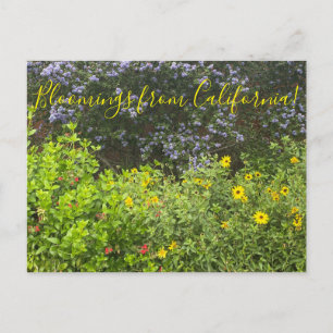 Carte Postale Bloomings de Californie