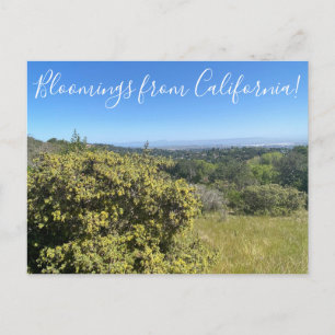 Carte Postale Bloomings de Californie : Big Saltbush