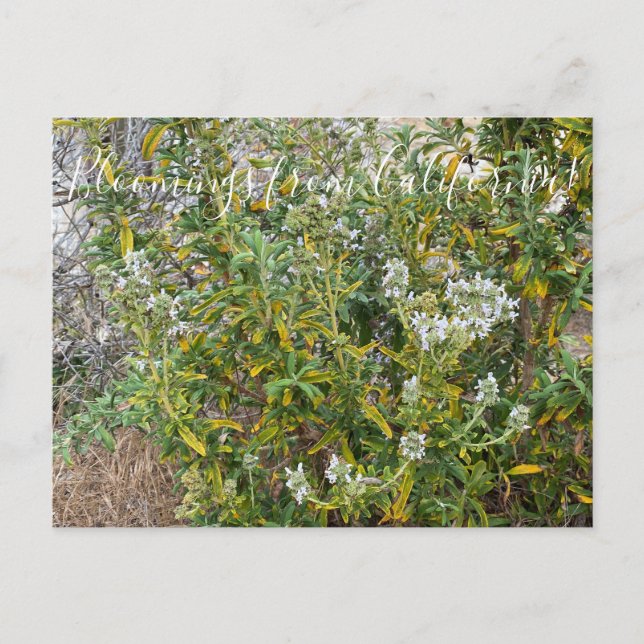 Carte Postale Bloomings de Californie : Black Sage (Devant)