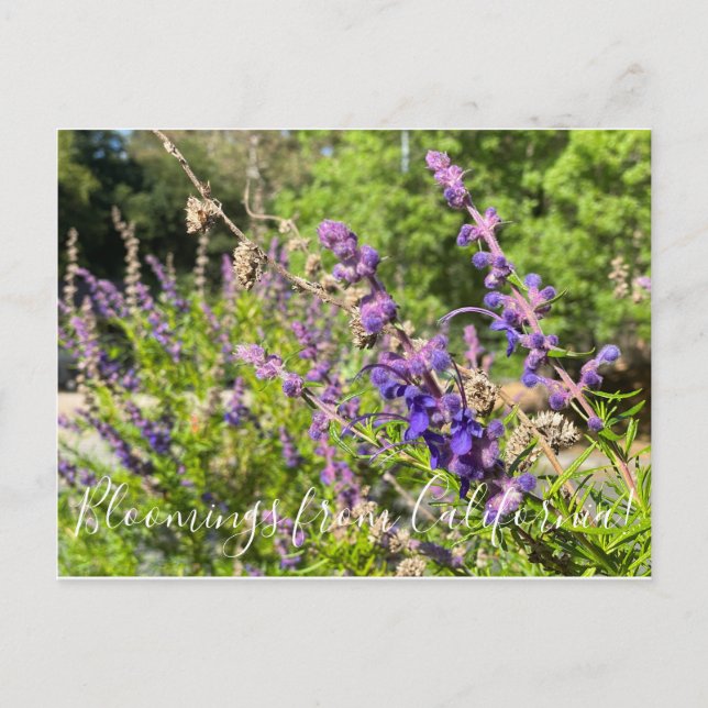 Carte Postale Bloomings de Californie : Bluecurls laineux (Devant)