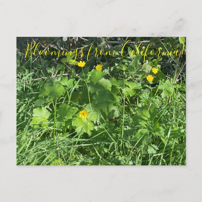 Carte Postale Bloomings de Californie : Bouttercups (Devant)