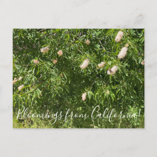 Carte Postale Bloomings de Californie : Buckeyes & Butterflies