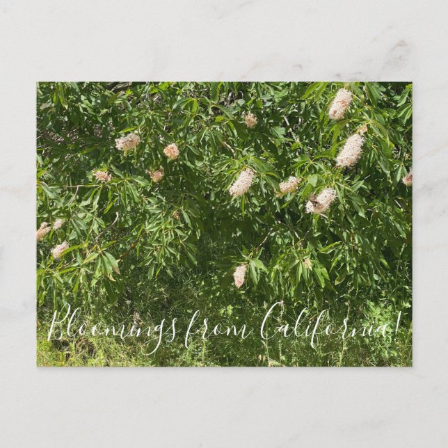 Carte Postale Bloomings de Californie : Buckeyes & Butterflies (Devant)