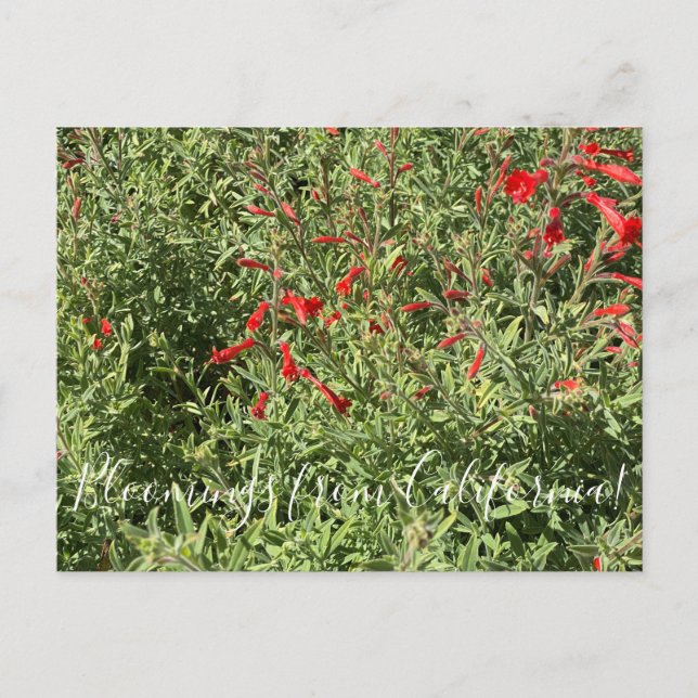 Carte Postale Bloomings de Californie : California Fuchsia (Devant)