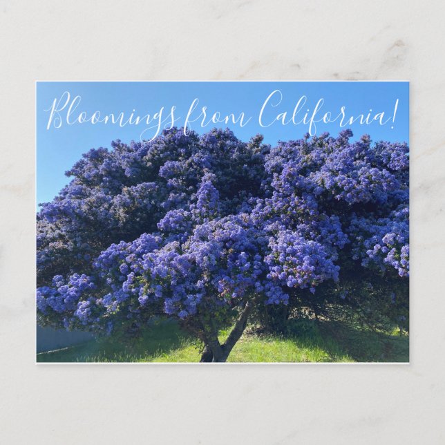 Carte Postale Bloomings de Californie : California Lilac (Devant)