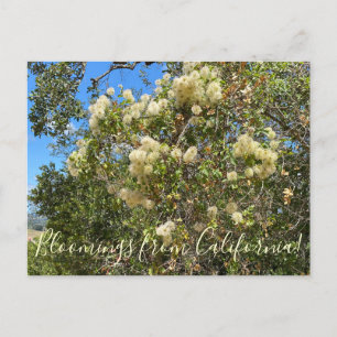 Carte Postale Bloomings de Californie : Chaparral Clematis