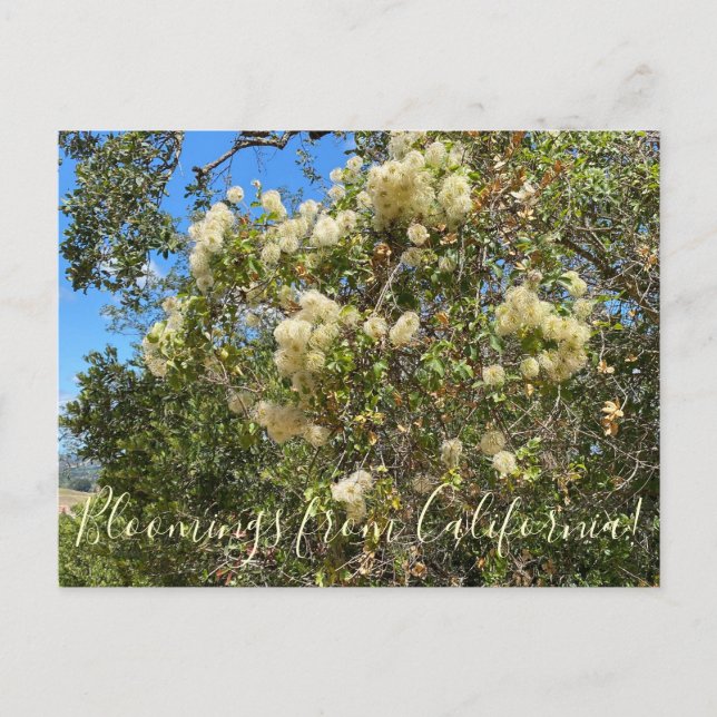 Carte Postale Bloomings de Californie : Chaparral Clematis (Devant)