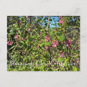 Carte Postale Bloomings de Californie : Chaparral Currant