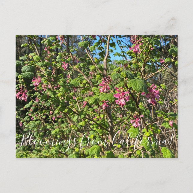 Carte Postale Bloomings de Californie : Chaparral Currant (Devant)