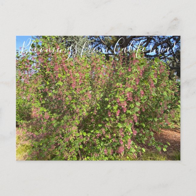 Carte Postale Bloomings de Californie : Chaparral Currant (Devant)