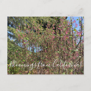 Carte Postale Bloomings de Californie : Chaparral Currant
