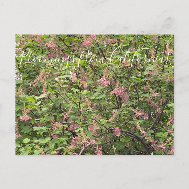 Carte Postale Bloomings de Californie : Chaparral Currant (Devant)