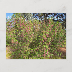 Carte Postale Bloomings de Californie : Chaparral Currant Postc