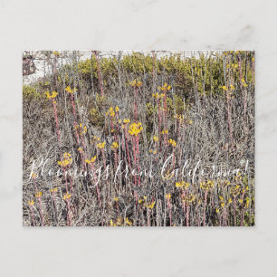 Carte Postale Bloomings de Californie : Coast Dudleya