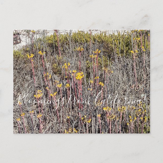 Carte Postale Bloomings de Californie : Coast Dudleya (Devant)