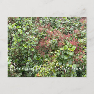Carte Postale Bloomings de Californie : Currant À feuillage pers