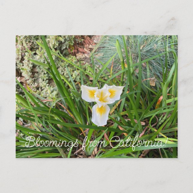 Carte Postale Bloomings de Californie : Douglas Iris (Devant)