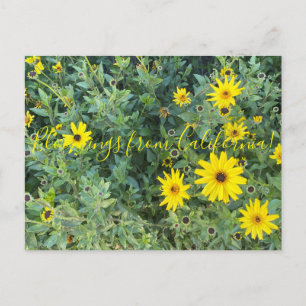 Carte Postale Bloomings de Californie : Encelia californica